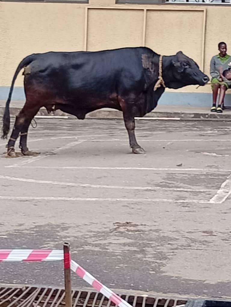 Bull Roasting